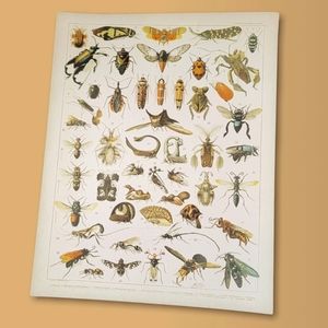 Entomology Print